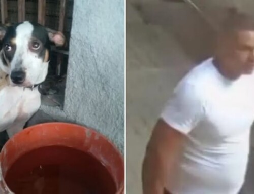 Un hombre abandonó a su perra en el barrio de Caballito y fue escrachado